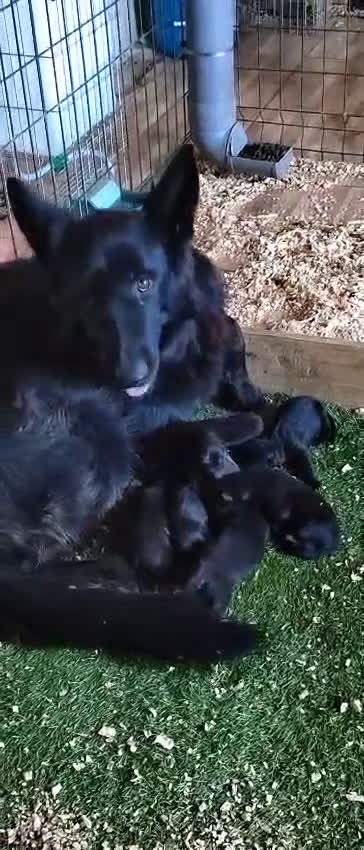 Pastor Alemán perros en venta: Nueva Camada de Pastor manto Negro - Video 1