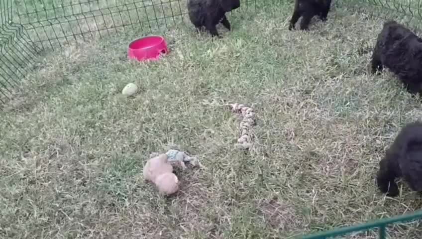 Perro de Agua Español perros en venta: CAMADA DE PERRO DE AGUA ESPAÑOL  - Video 4