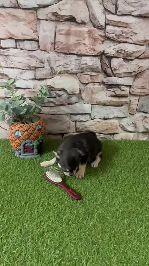 Chihuahua perros en venta: CHIHUAHUA NEGRO TOY - Video 1