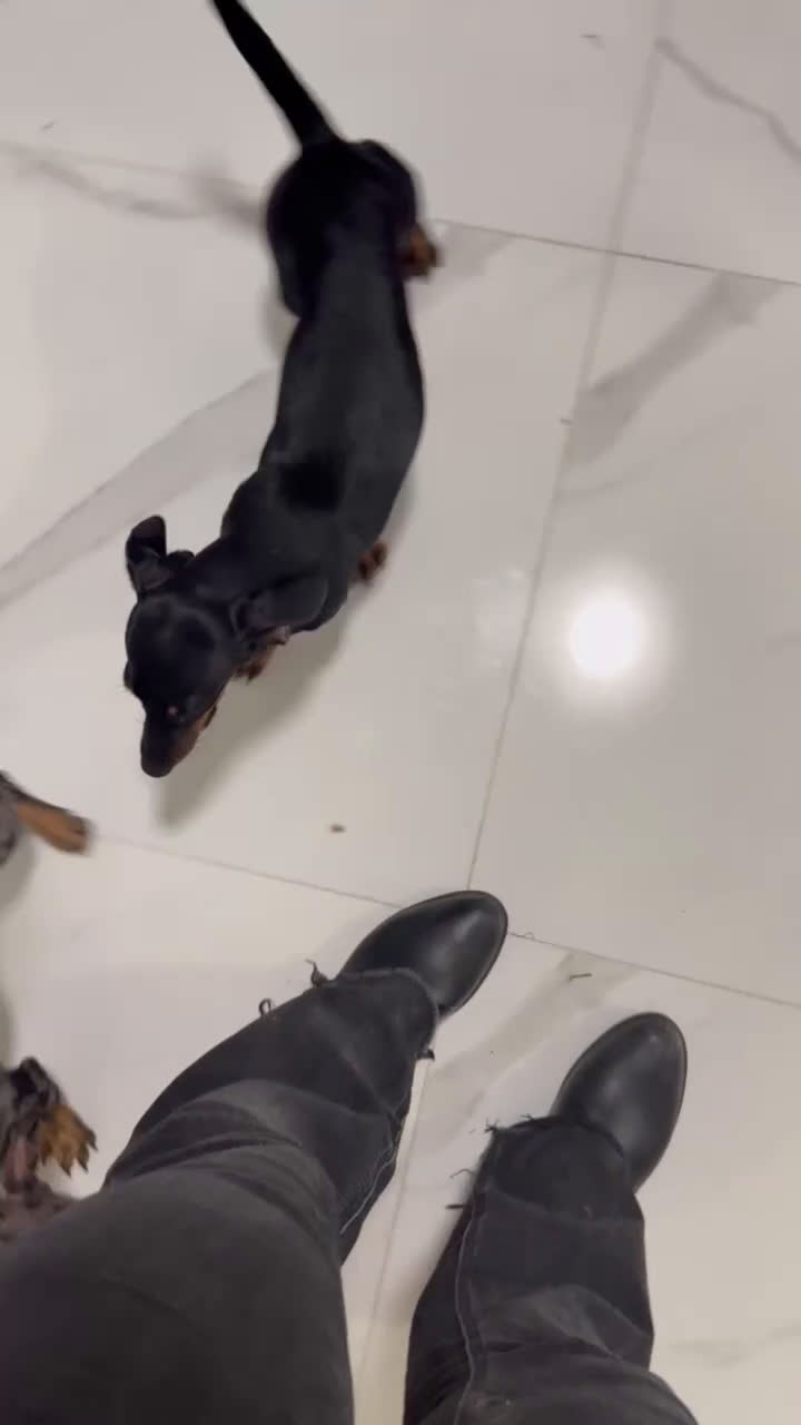 Teckel Miniatura perros en venta: Últimos Teckel miniatura disponible!  - Video 2