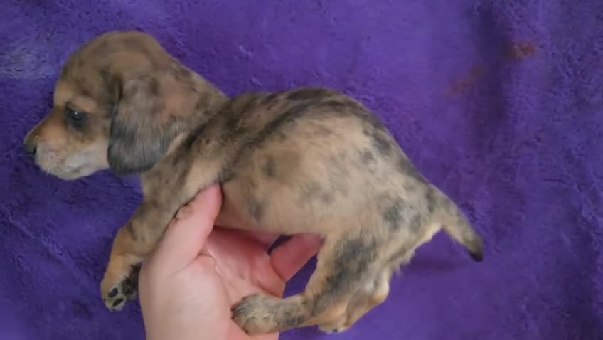 Teckel perros en venta: Teckel Arlequínes y Negros fuego - Video 2