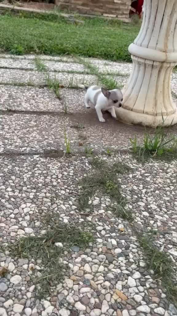 Chihuahua perros en venta: Chihuhuas hembras  - Video 1