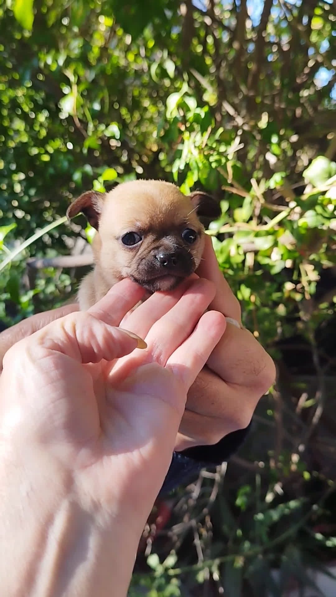 Chihuahua perros en venta: CHIHUAHUAS EXCLUSIVOS - Video 2