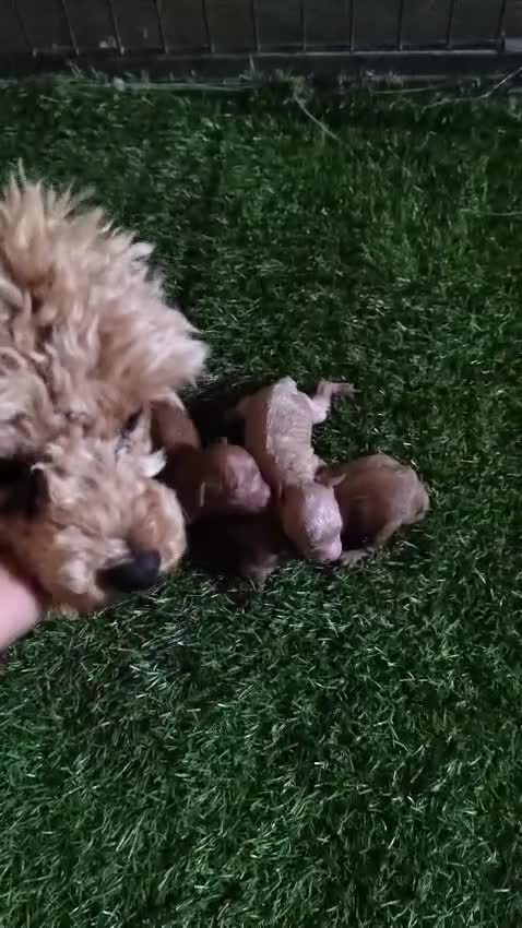Caniche Toy perros en venta: Última Caniche Toy Apricot hembra - Video 3