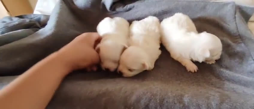 Bichón Maltés perros en venta: Último Bichón Maltés Macho disponible!! - Video 2