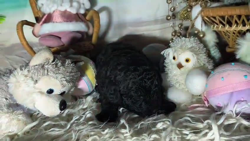 Perro de Agua Español perros en venta: Perro de agua  - Video 1