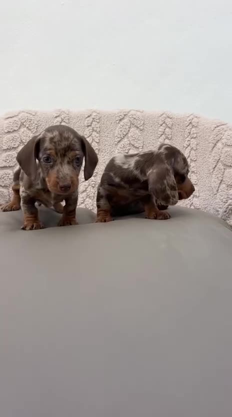Teckel Miniatura perros en venta: Teckel kanichen macho Merle chocolate  - Video 1
