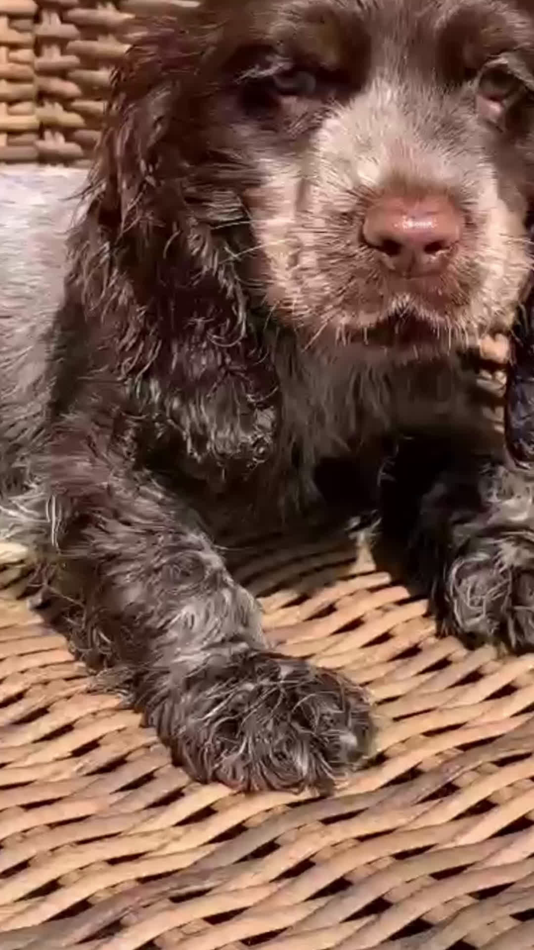 Cocker Spaniel Inglés perros en venta: Cocker Spaniel en Illes Balears - Video 1