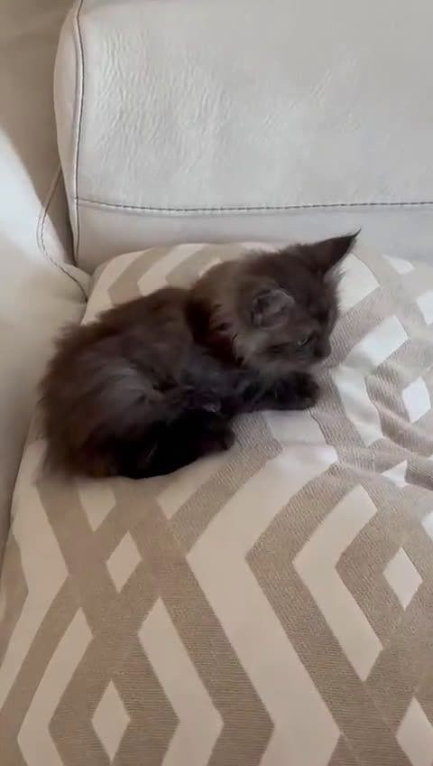 Maine Coon gatos en venta: Maine Coon Macho - Video 1