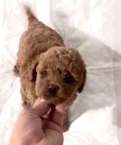 Caniche Toy perros en venta: Caniche toy Hembra y macho  - Video 1