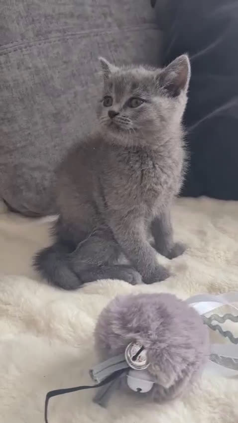 Británico de Pelo Corto Azul gatos en venta: Brithis blue hembra  - Video 1