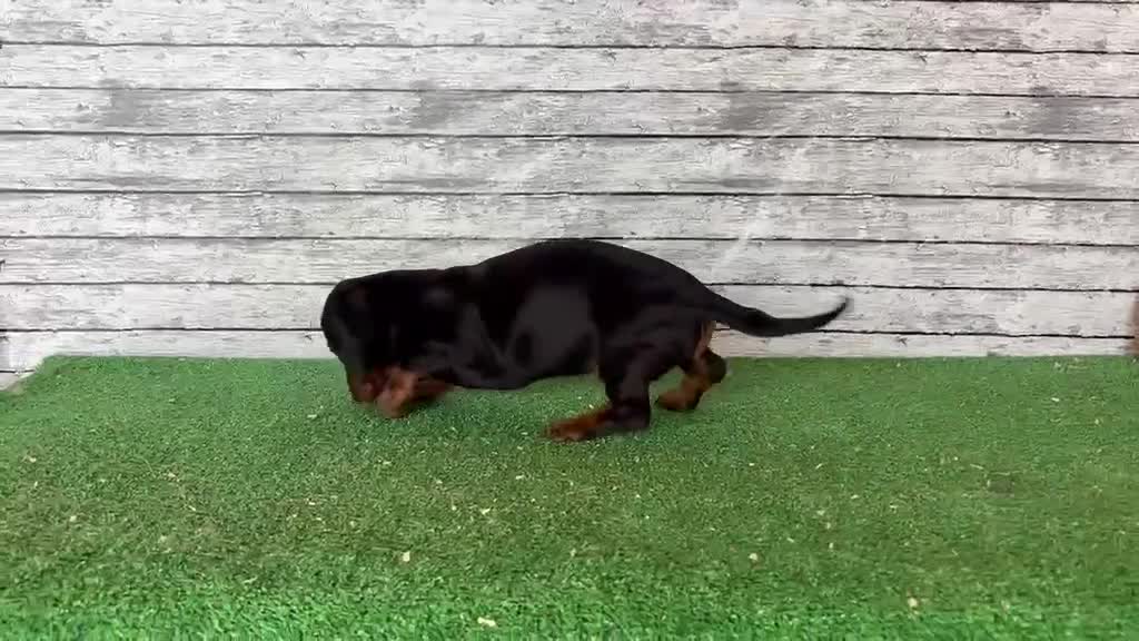 Teckel Miniatura perros en venta: Teckel kanichen macho y hembras  - Video 3