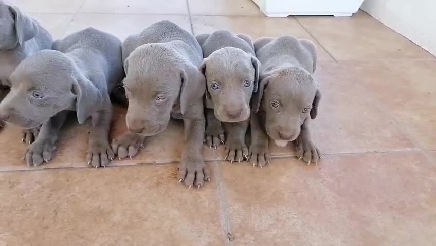 Otras razas perros en venta: Camada de Bracos de Weimar  - Video 1