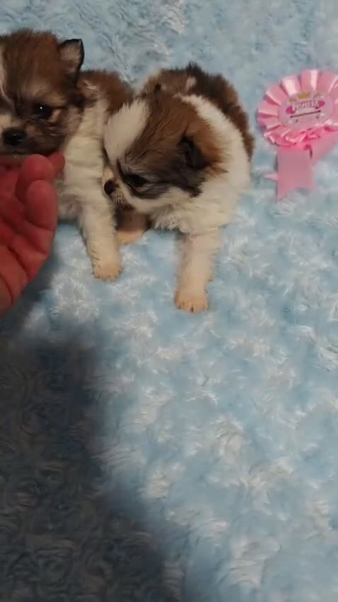 Pomerania perros en venta: POMERANIA - Video 1