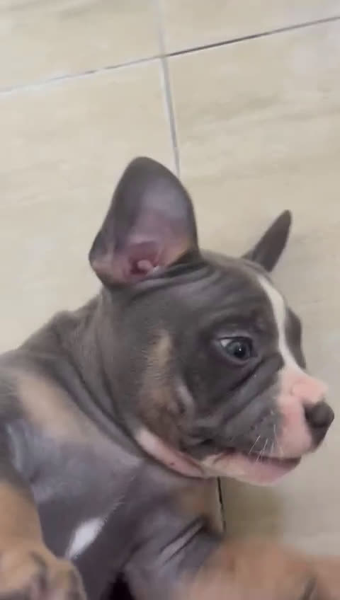 American Bully perros en venta: Cachorros de American Bully. - Video 1