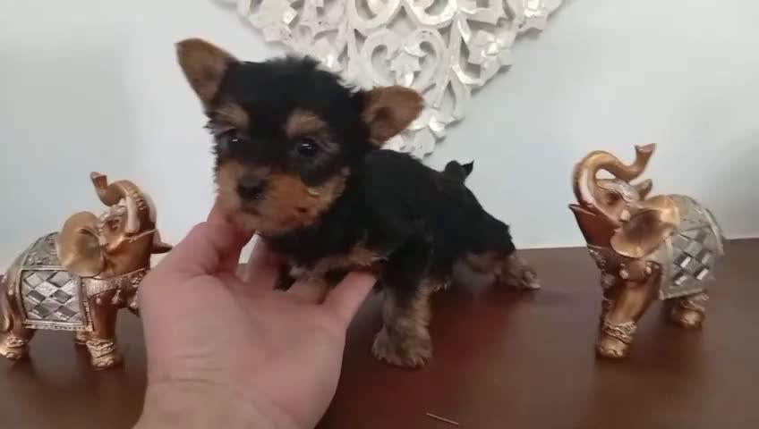 Yorkshire Terrier perros en venta: Yorkshire macho  - Video 1