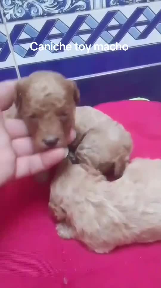 Caniche Toy perros en venta: Caniches toy  - Video 1
