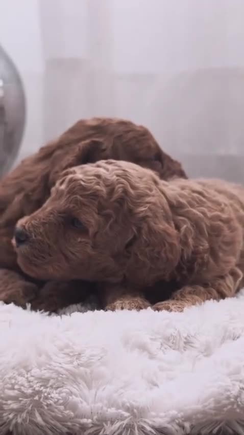 Caniche Toy perros en venta: Espectacular camada de caniche  - Video 1