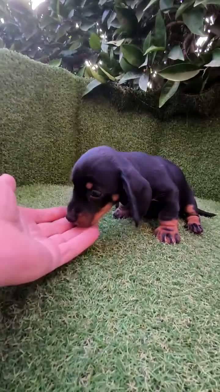 Teckel Miniatura perros en venta: teckel miniatura  - Video 2