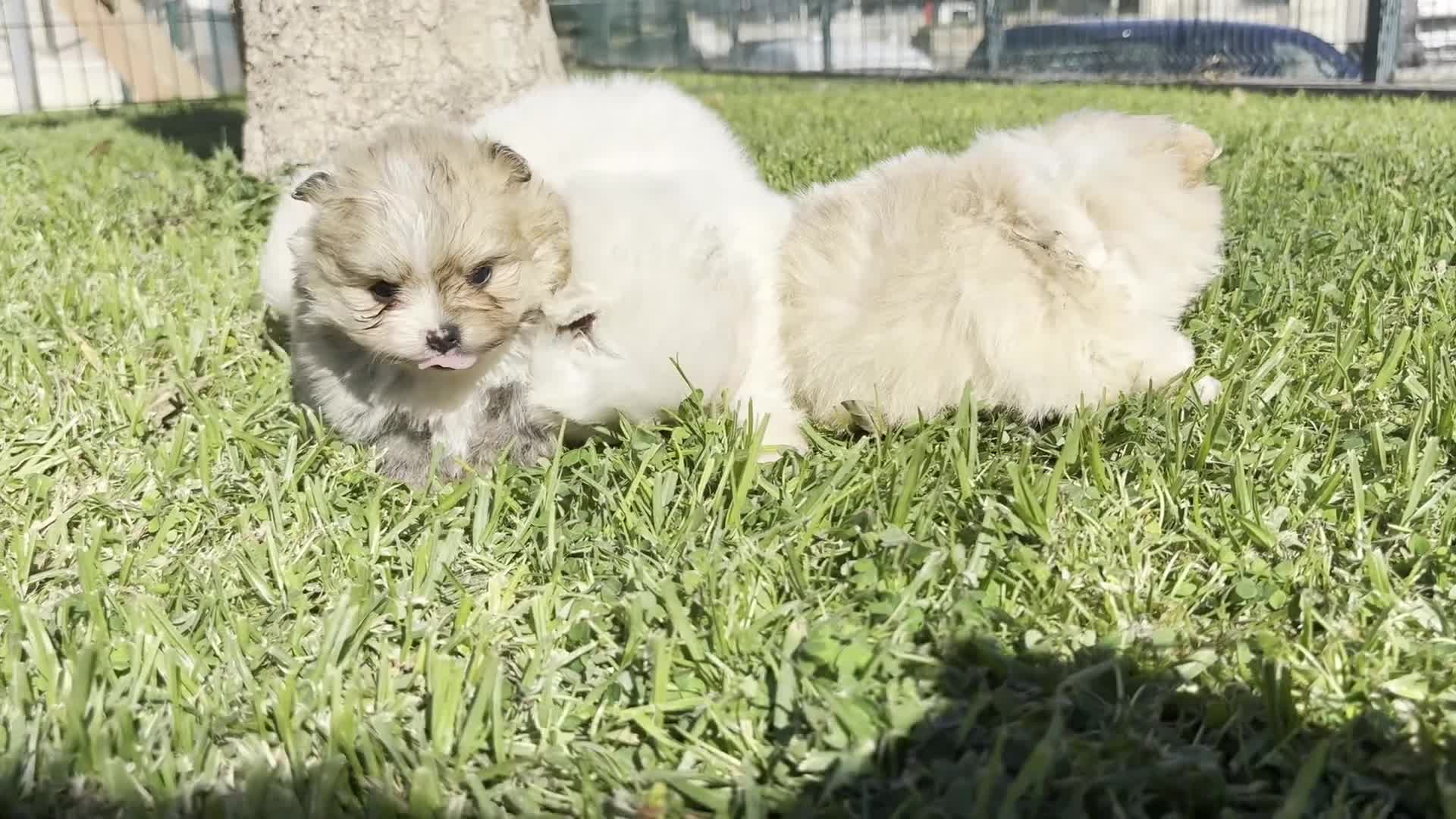 Pomerania perros en venta: POMERANIA - Video 1