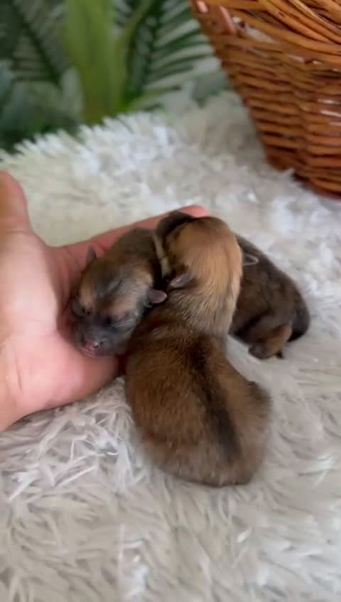 Pomerania perros en venta: POMERANIA MACHO - Video 1