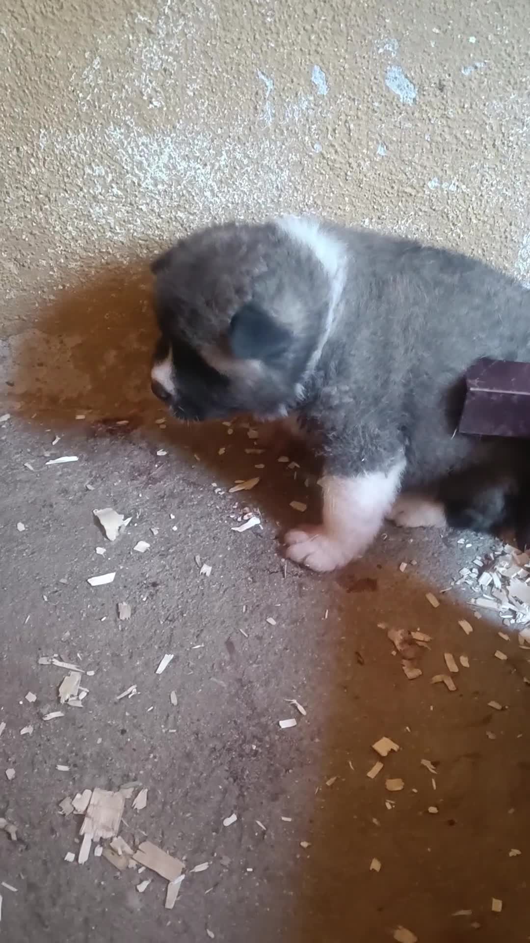 Akita Americano perros en venta: CACHORROS DE AKITA AMERICANO - Video 1