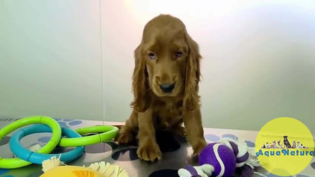 Cocker Spaniel Inglés perros en venta: Cocker Spaniel Hembra - Video 1
