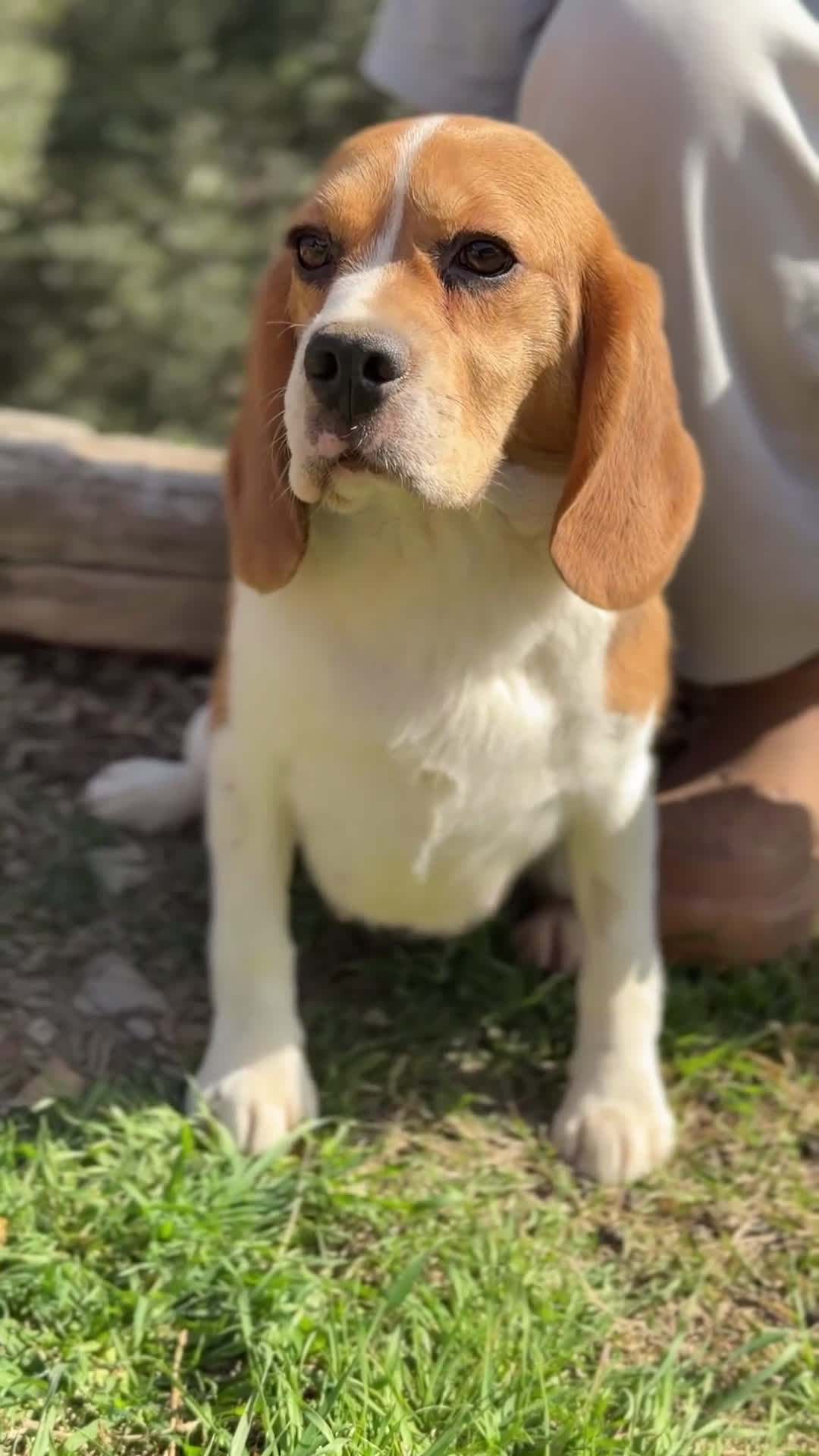 Beagle perros en venta: Beagle en adopción  - Video 1