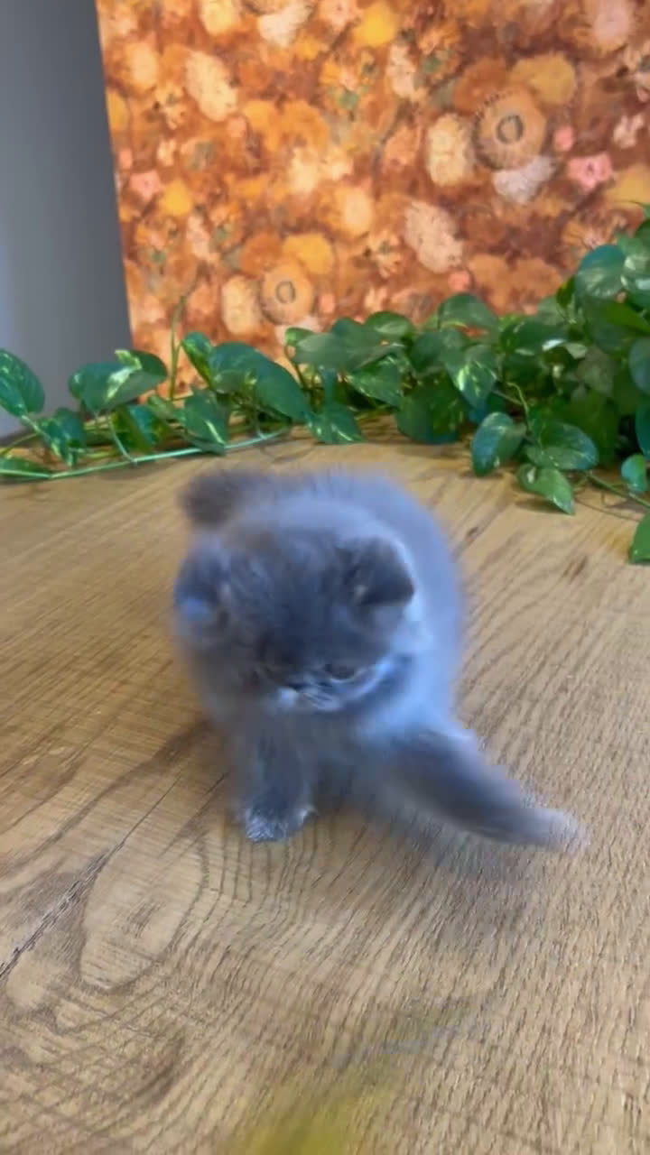 Persa gatos en venta: Persa Macho Azul - Video 1