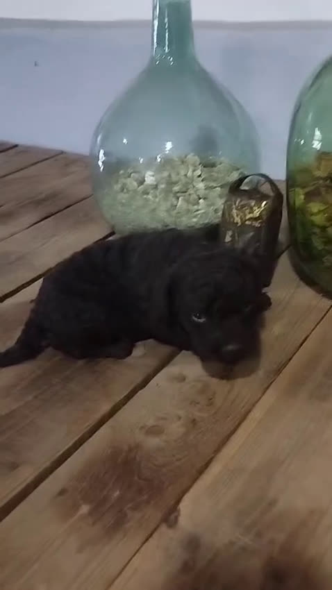 Perro de Agua Español perros en venta: Cachorro PDA chocolate - Video 2