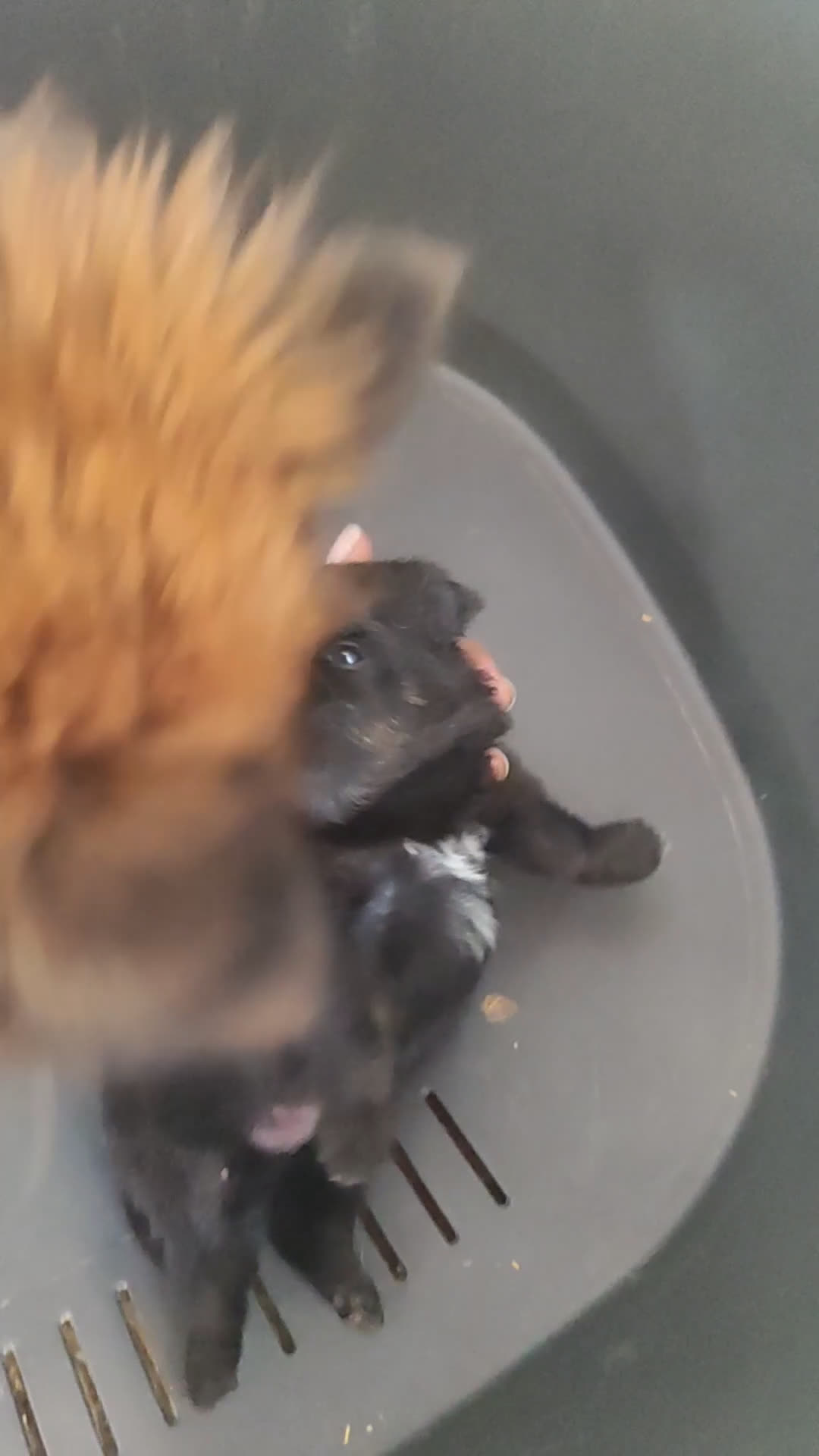 Pomerania perros en venta: Lulú de Pomerania cachorro - Video 3