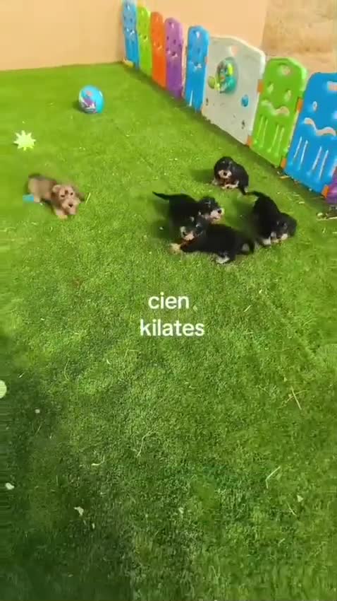 Teckel Miniatura perros en venta: TECKEL KANINCHEN DE PELO DURO Y MINIATURA  - Video 2