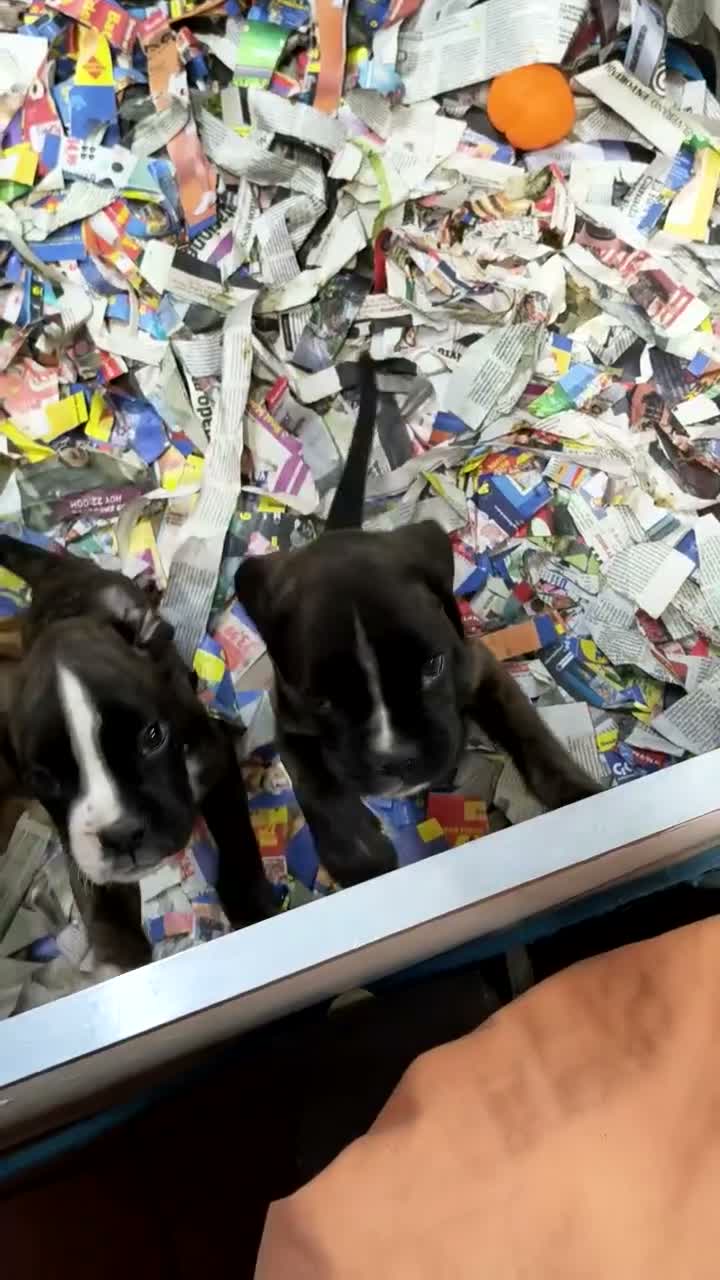 Boxer perros en venta: Camada " J " del Pimpanón  - Video 1