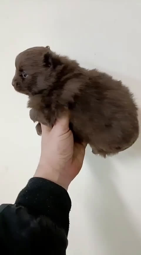 Pomerania perros en venta: Pomerania macho  - Video 1