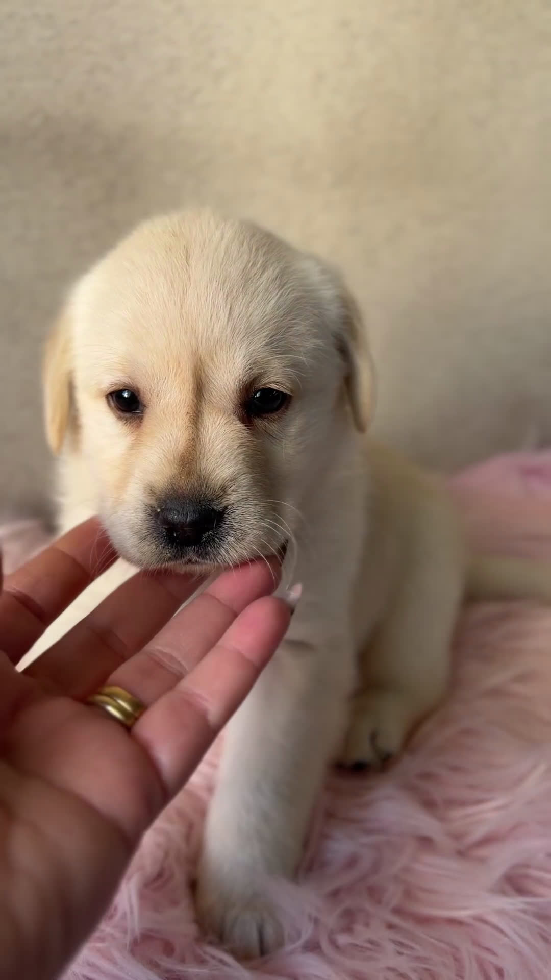 Labrador Retriever perros en venta: Labradora Blanca - Video 1