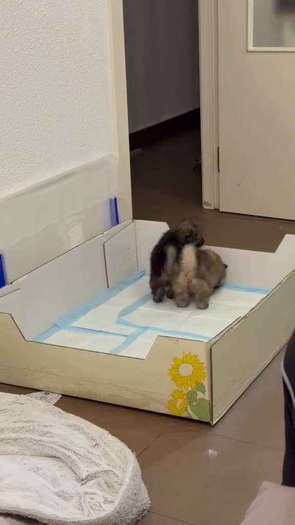 Pomerania perros en venta: Pomeranias  - Video 1
