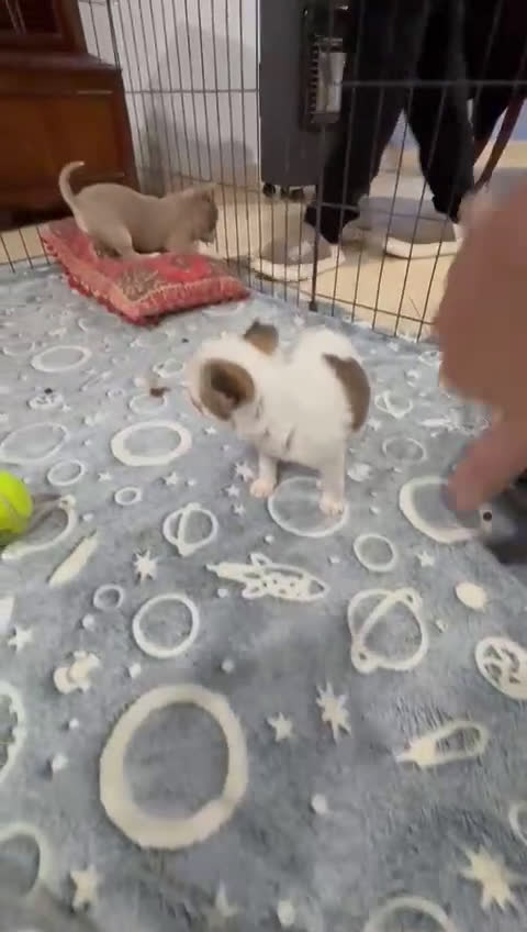 Chihuahua perros en venta: Chihuahua mini toy tricolor  - Video 1