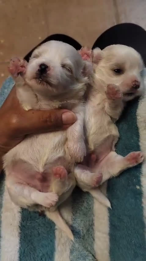 Bichón Maltés perros en venta: Bichón Maltes - Video 1