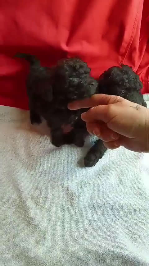 Caniche Toy perros en venta: Caniche toy negro mas bonito que ninguno  - Video 1