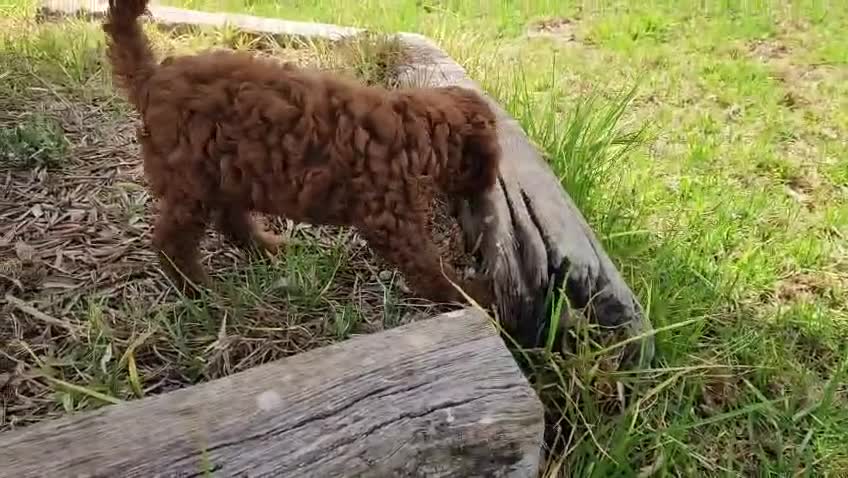 Caniche Toy perros en venta: Caniche toy precio real  - Video 1
