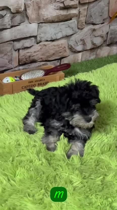 Schnauzer Miniatura perros en venta: CACHORRITOS SCHNAUZER MINIATURA - Video 2