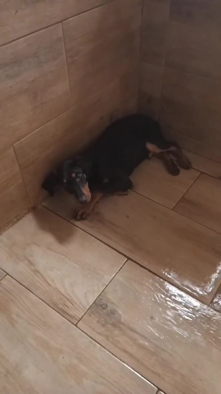 Dobermann perros en venta: Doberman europeos  - Video 1