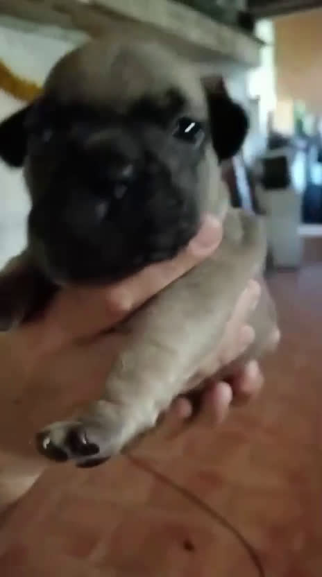 Bulldog Francés perros en venta: Bulldog francés  - Video 1