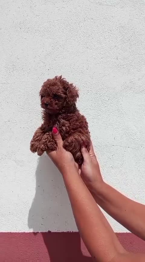 Caniche Toy perros en venta: Cachorros de Caniche Toy rojo pimentón - Video 1
