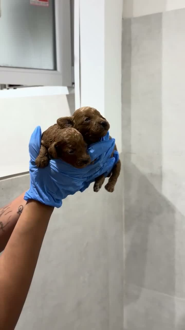 Goldendoodle perros en venta: GOLDENDOODLE ✅ ¡RESÉRVALO! - Video 1