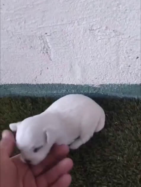 Bichón Maltés perros en venta: Bichón maltés toy, linea americana macho - Video 1