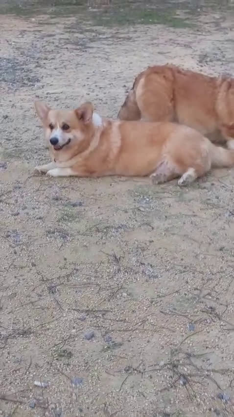 Welsh Corgi Pembroke perros en venta: Corgi - Video 1