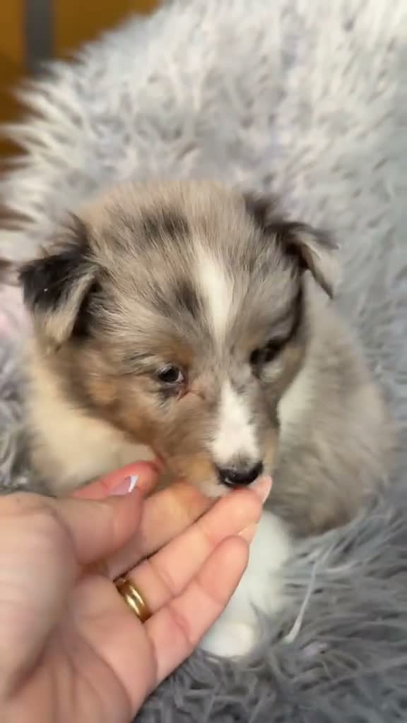Perro Pastor de las Shetland perros en venta: Shetland macho merle - Video 1