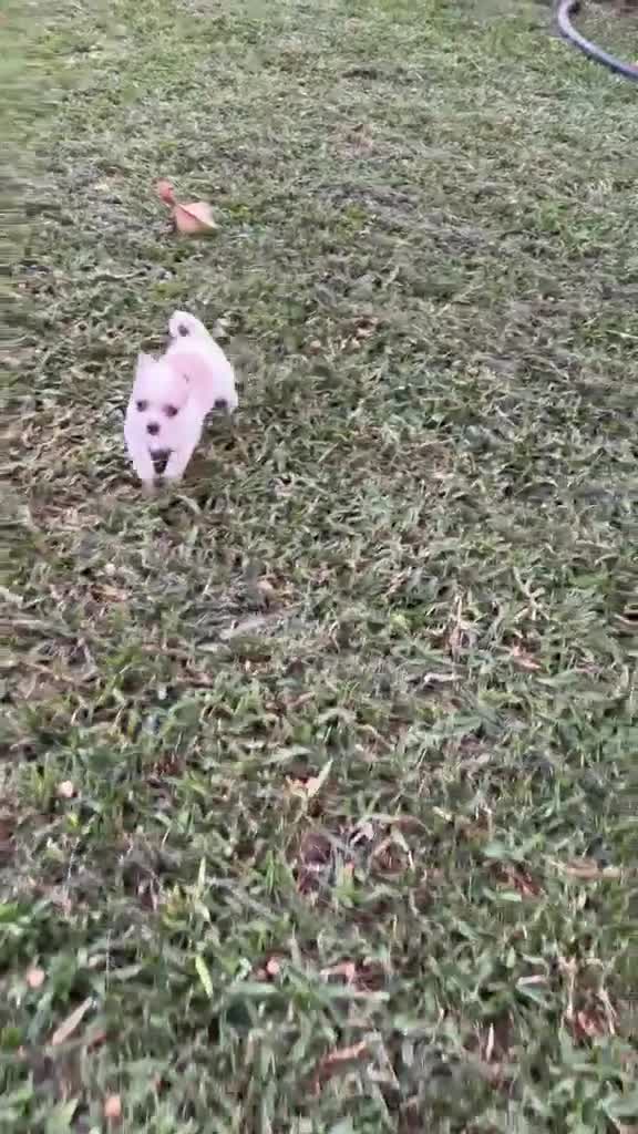 Chihuahua perros en venta: Chihuahuas hembras - Video 3