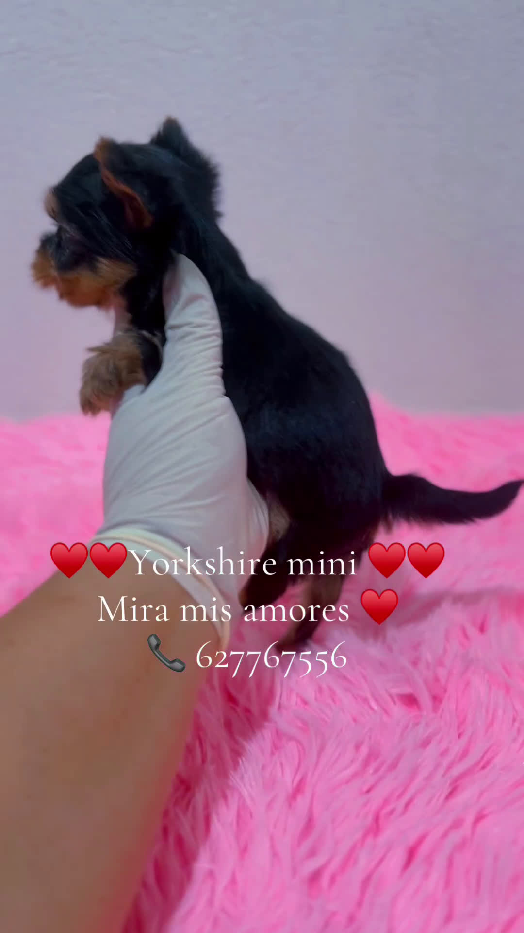 Yorkshire Terrier perros en venta: Yorkshire miniatura macho  - Video 1